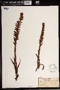 Image of Disa brevicornis