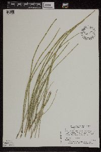 thumbnail image of current specimen