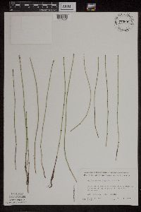 Equisetum variegatum subsp. variegatum image