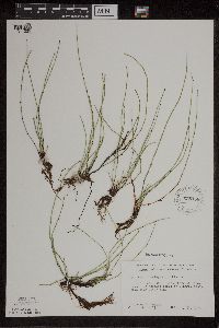 Equisetum variegatum subsp. variegatum image