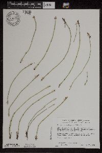 Thumbnail image of current specimen