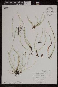 thumbnail image of current specimen
