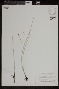 Equisetum variegatum subsp. variegatum image