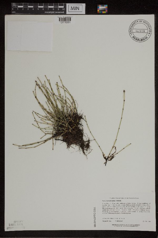 Equisetum variegatum image