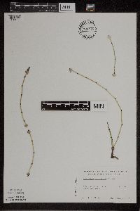 Thumbnail image of current specimen