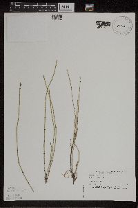 Equisetum variegatum image