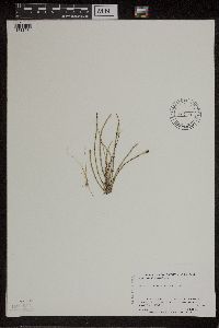 Equisetum variegatum subsp. variegatum image