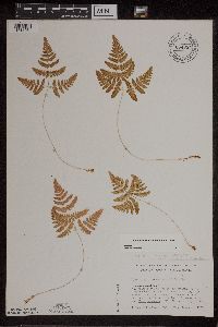 Gymnocarpium x intermedium image