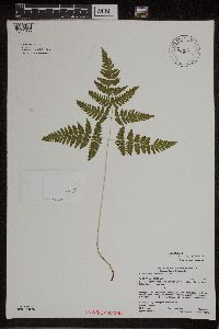 Gymnocarpium x intermedium image