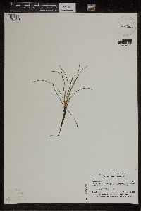 Isoetes lacustris image