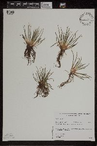 Isoetes lacustris image