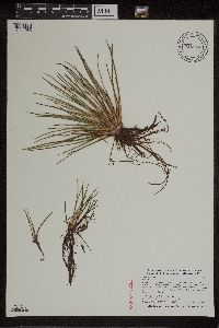 Isoetes lacustris image
