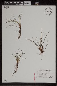 Isoetes lacustris image