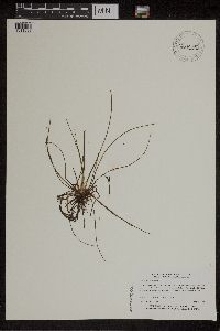 Isoetes lacustris image