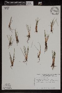 Isoetes lacustris image