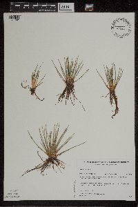 Isoetes lacustris image