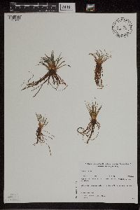 Isoetes lacustris image