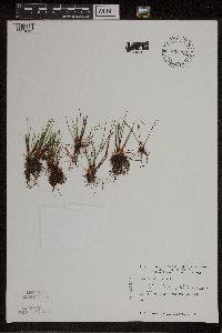 Isoetes lacustris image