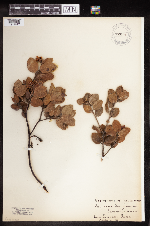 Arctostaphylos columbiana image