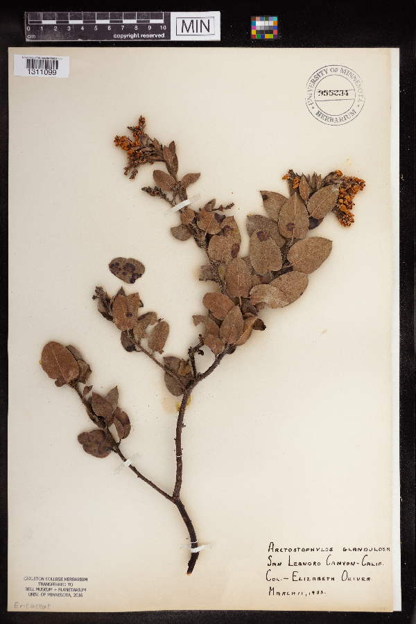 Arctostaphylos glandulosa image