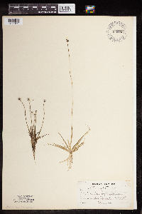 Eriocaulon aquaticum image