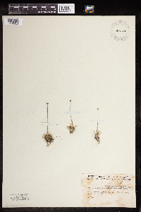 Eriocaulon aquaticum image