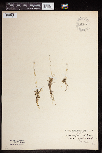Eriocaulon aquaticum image