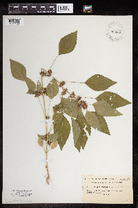 Image Associated With the Occurrence