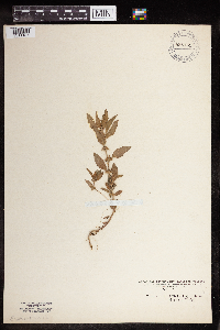 Image Associated With the Occurrence