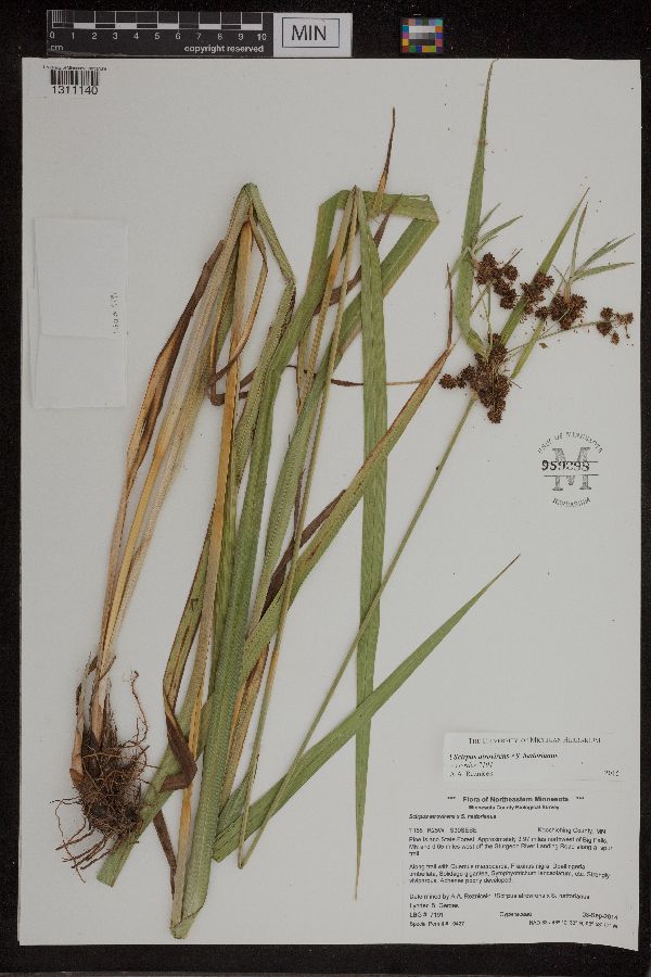 Scirpus atrovirens x hattorianus image