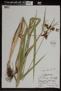 Image of Scirpus atrovirens x hattorianus