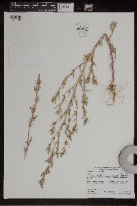 Chenopodium pratericola image