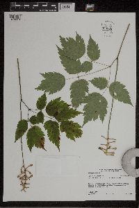 Actaea pachypoda image