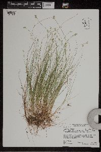 Carex tenuiflora image
