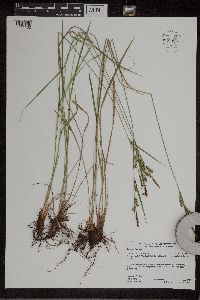 Carex haydenii image