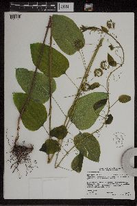 Smilax lasioneura image
