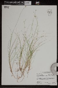 Carex tenuiflora image