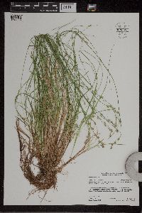 Carex canescens image
