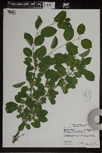 Rhamnus cathartica image