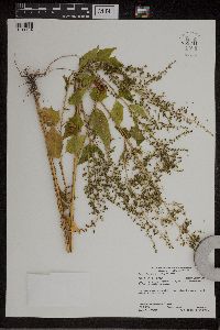 Chenopodium simplex image