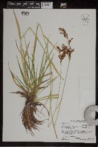 Scirpus pendulus image