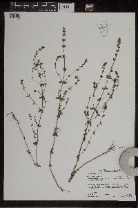 Euphrasia stricta image