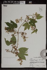 Humulus lupulus image