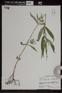 Bidens cernua image