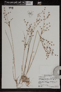 Juncus alpinoarticulatus image