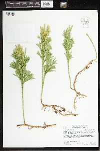 Dendrolycopodium hickeyi image
