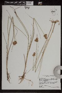 Juncus torreyi image