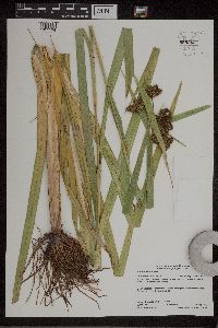 Scirpus atrovirens image