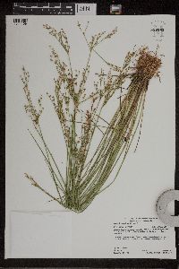 Juncus brevicaudatus image