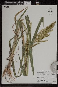 Echinochloa muricata image